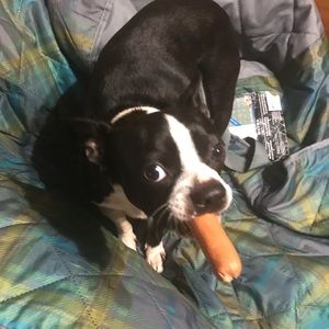 Meet your Posher, Dollie